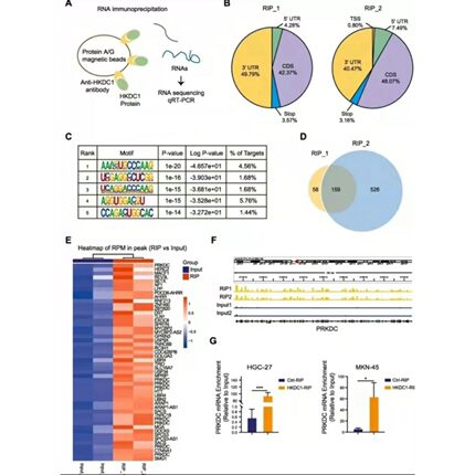 python深度学习机器优化算法代做跑编服务代码指导编写调试接单