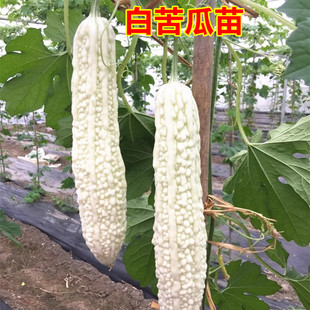 白苹果苦瓜苗癞瓜砍瓜黄瓜大秧苗西葫芦四季庭院阳台蔬菜种孑盆栽