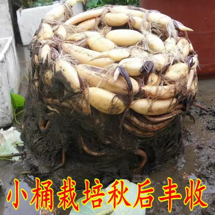 莲藕苗种食用观赏粉脆藕莲藕根苗荷花种藕深浅水盆栽水养缸桶水田