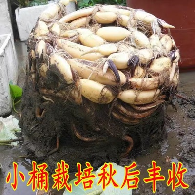 莲藕苗种食用观赏粉脆藕莲藕根苗荷花种藕深浅水盆栽水养缸桶水田