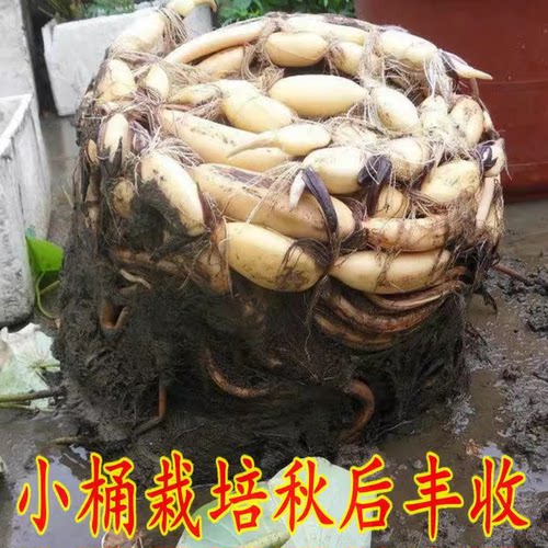 莲藕苗种食用观赏粉脆藕莲藕根苗荷花种藕深浅水盆栽水养缸桶水田