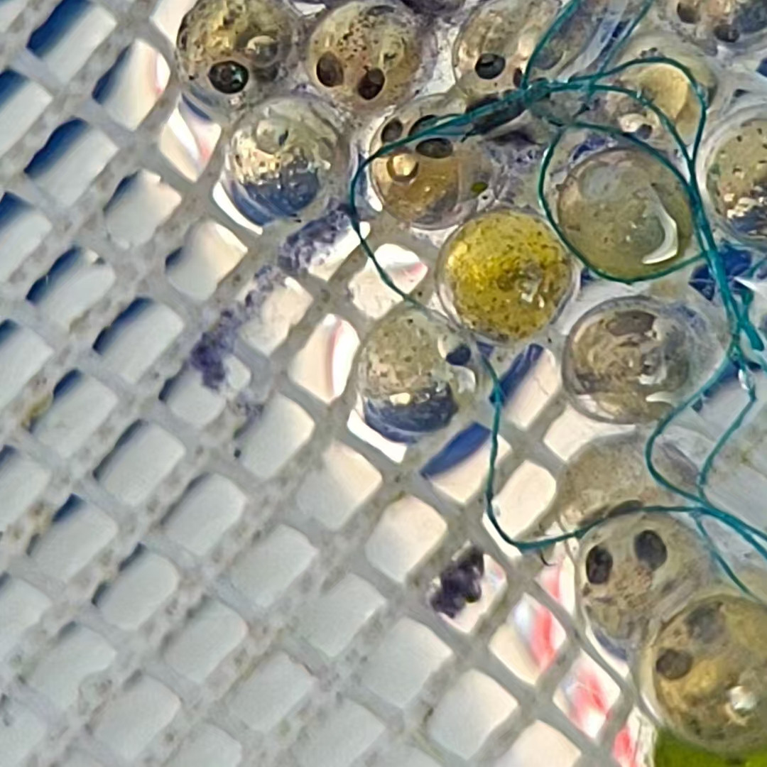 观背青鳉金龙黄金干支原生冷水小型观赏鱼不加用温群游可孵化