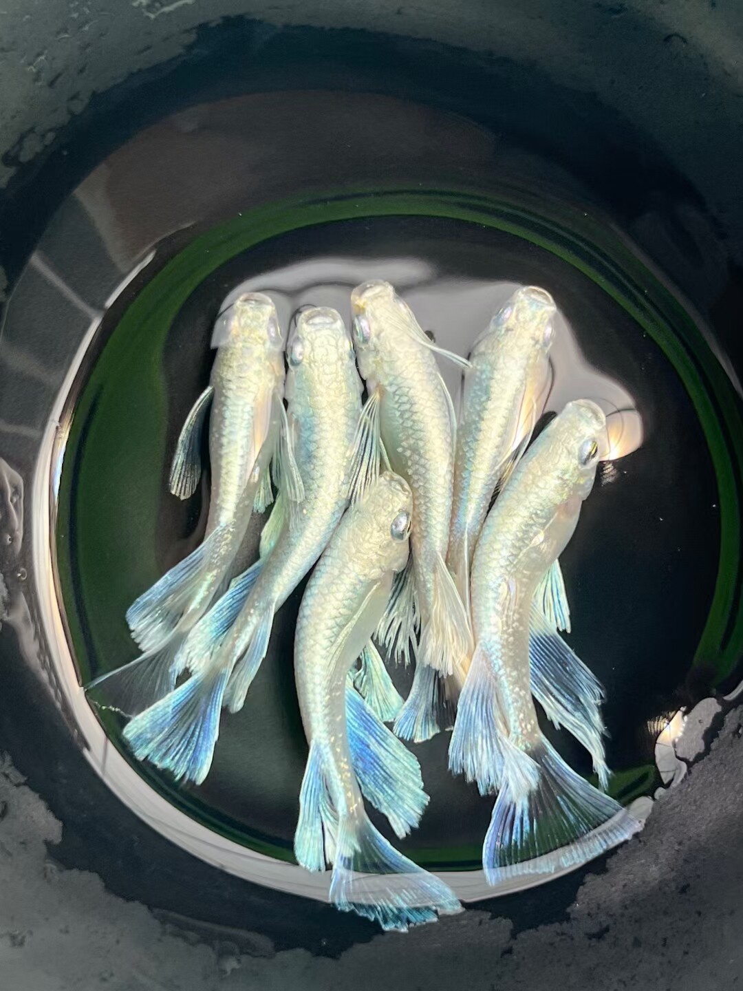 冷水鱼观背青鳉天使之翼青鳉鱼耐寒耐养不打氧小型鱼好养活鱼图片