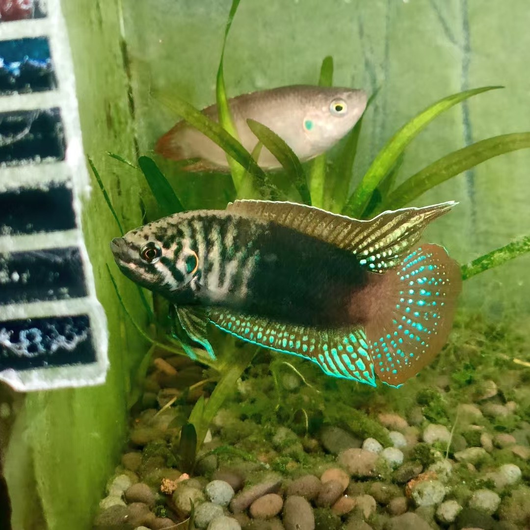 中国圆尾斗鱼冷水鱼耐寒野采国斗道士鱼菩萨原生淡水观赏鱼好养活