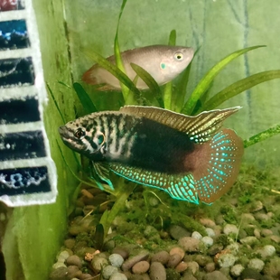 中国圆尾斗鱼冷水鱼耐寒野采国斗道士鱼菩萨原生淡水观赏鱼好养活