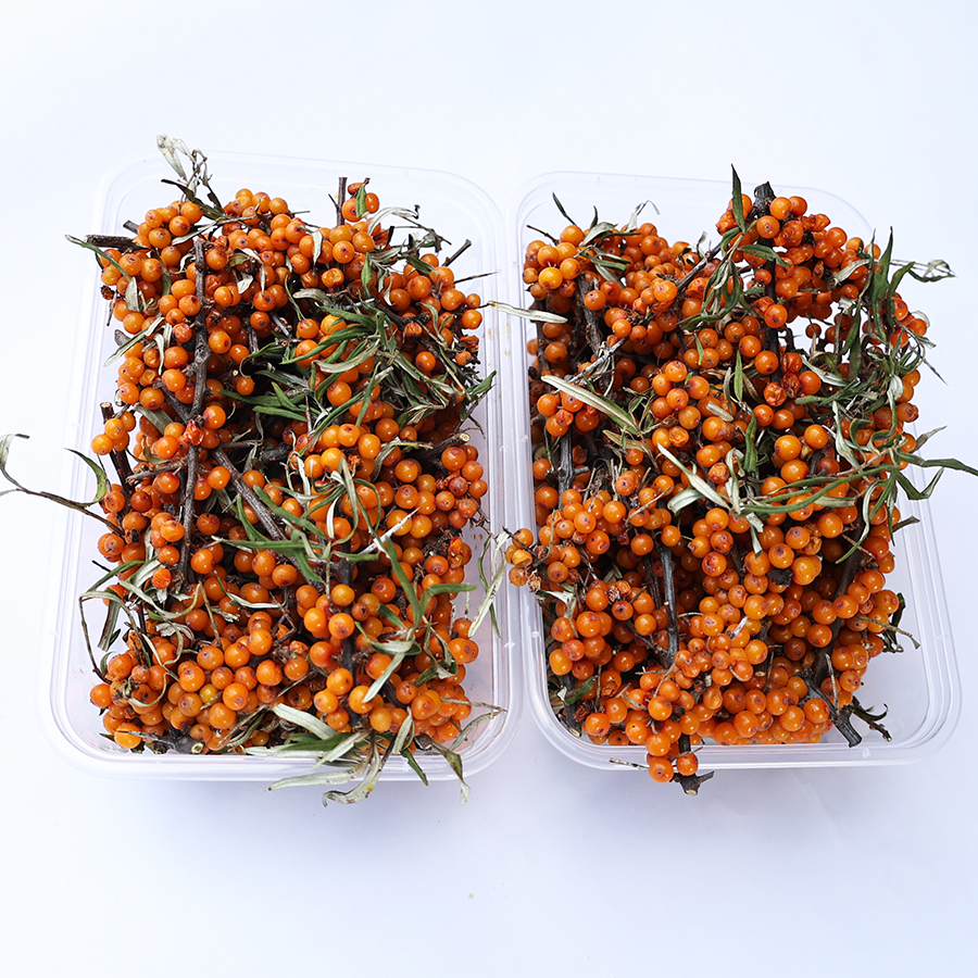 新鲜带枝叶沙棘果沙棘