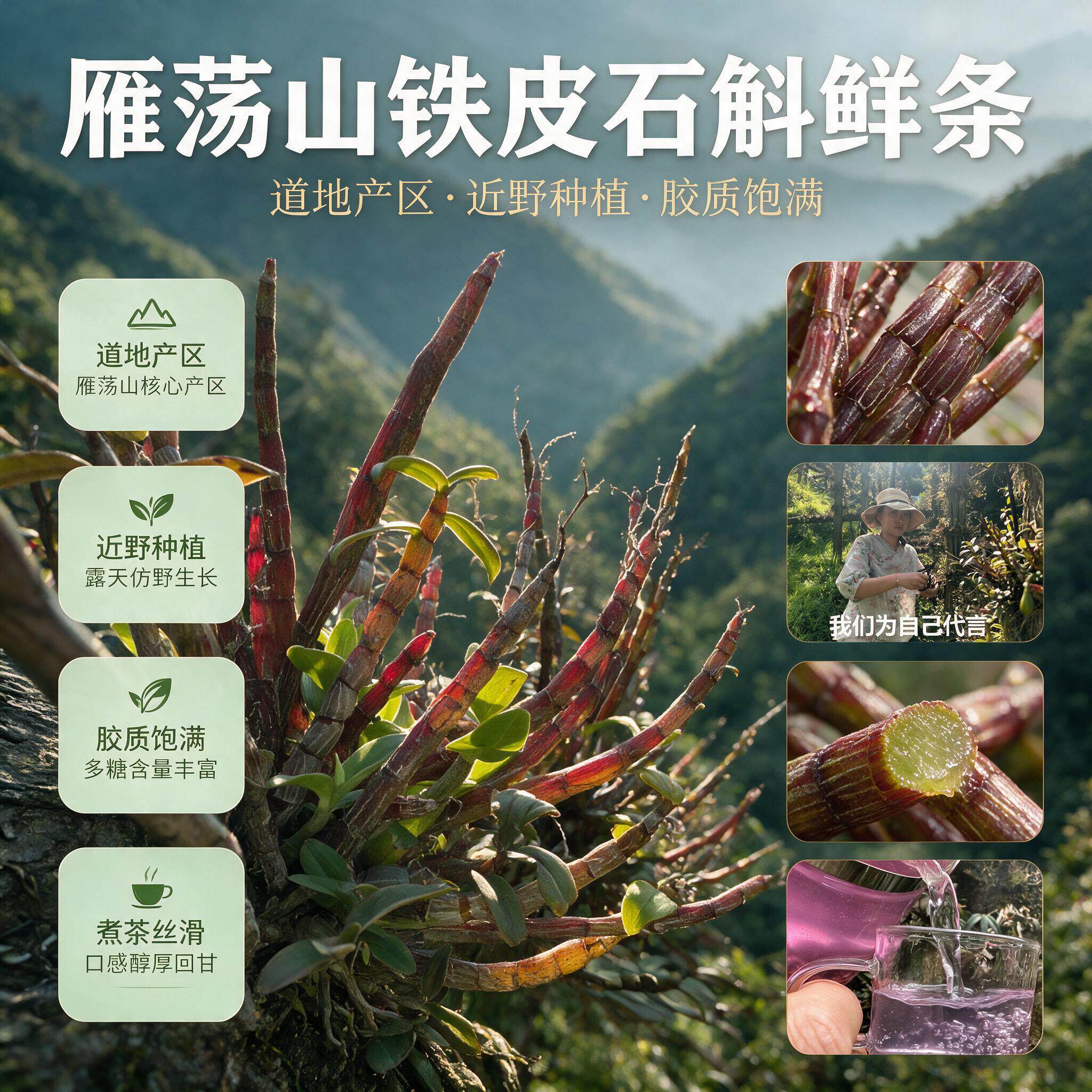 斛康源浙江乐清雁荡山正宗露天林下铁皮石斛鲜条500克