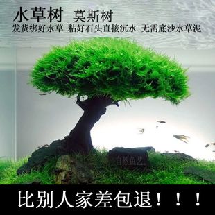 莫斯树鱼缸造景成品树杜鹃根沉木造景树生命之树迎客巴西树鱼缸树