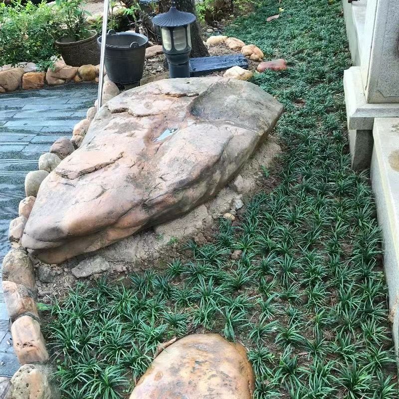 玉龙草日本矮麦冬草别墅图片
