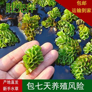 肚兜萍鱼缸浮萍水草养鱼养龟虾净化水质浮草水生植物水族箱造景