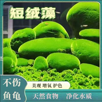兰寿藻长绒绿藻短绒孢子
