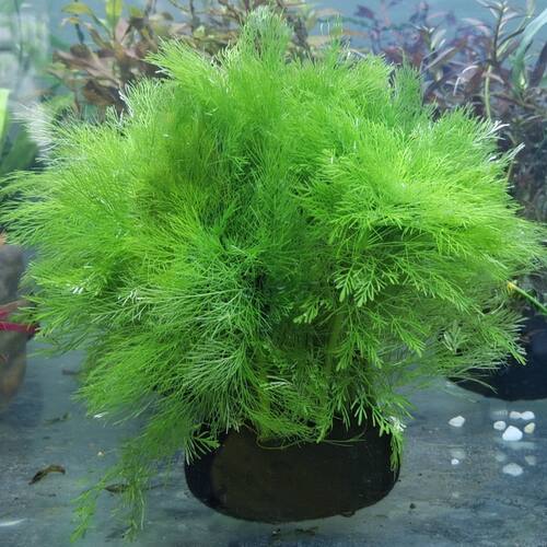 实体店专买鱼缸水草绿菊