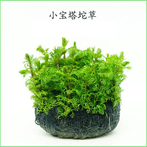 入门级懒人水草组合套餐增氧坨草鱼缸坨草植物庭院净化水质沉水