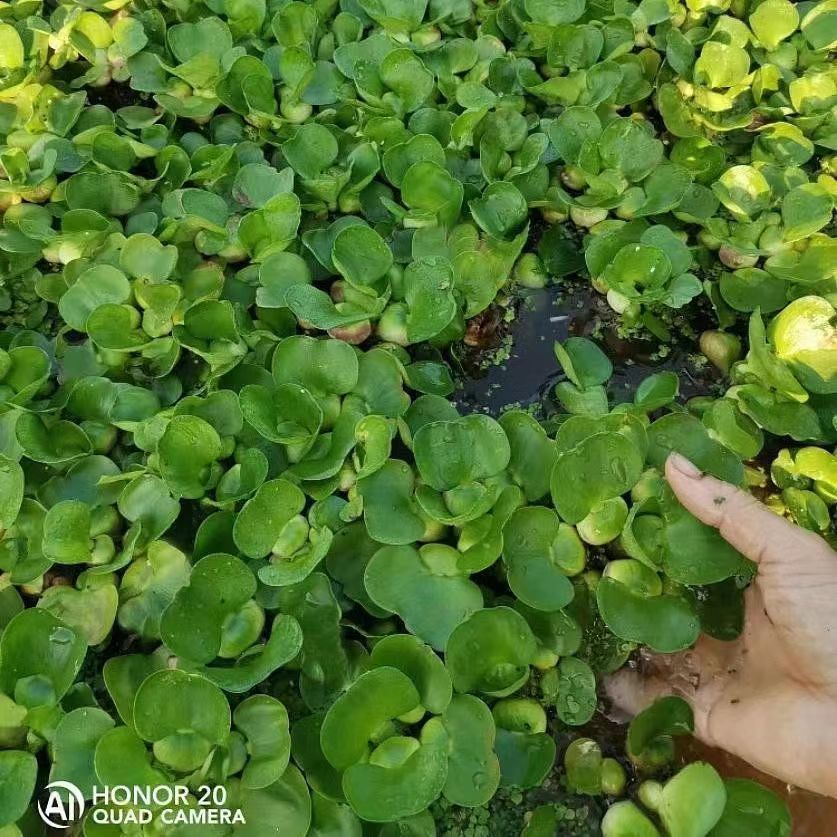 水葫芦花卉植物苗池塘园林庭院鱼缸造景净化水质养鱼养龟水培植物