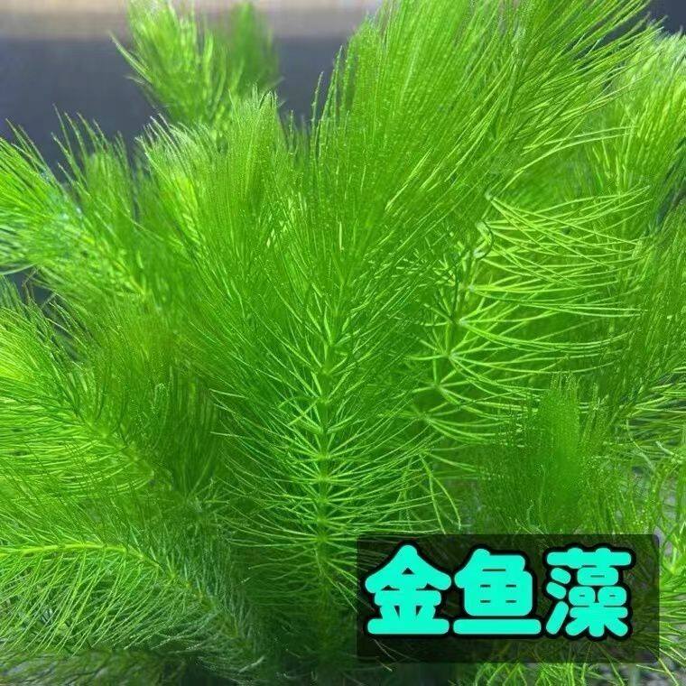 金鱼藻水草鱼缸造景绿植增氧耐高低温净化水质躲避无需底沙包邮