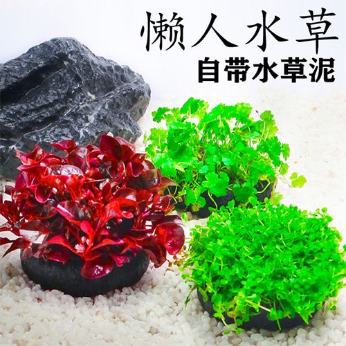 入门级懒人水草组合套餐 增氧坨草鱼缸植物沉底鱼草 净化水质沉水