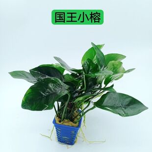 淡水鱼缸活体水草水榕系列大叶榕小榕巴榕迷你榕阴性造景无需CO2