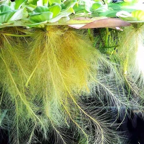 水芙蓉养鱼水草水浮莲造