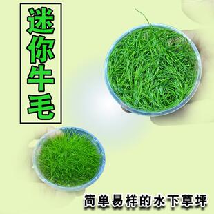 日本迷你牛毛 牛毛毡大草原无菌杯活体水草淡水植物造景前景草坪