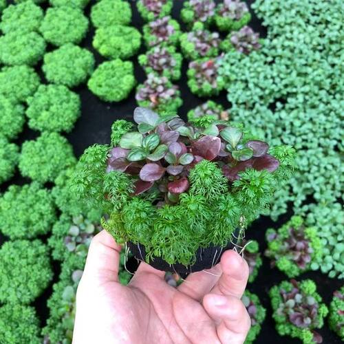 小鱼缸养鱼装饰花草家庭