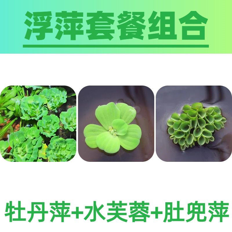 水草拼单浮萍牡丹芙蓉肚
