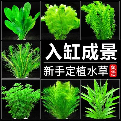 鱼缸增氧水草组合新手套