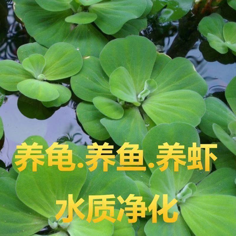 水葫芦苗水芙蓉挺水植物盆栽水培四季鱼虾养龟宿舍陆缸造景