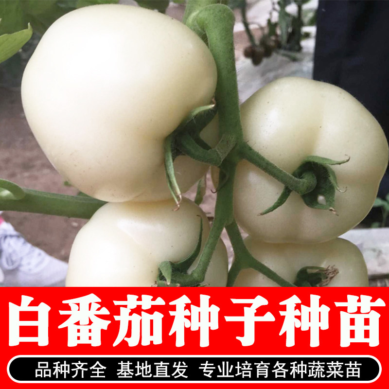 白色白果番茄种苗圣女果种子西红柿种子春秋四季阳台盆栽水果蔬菜