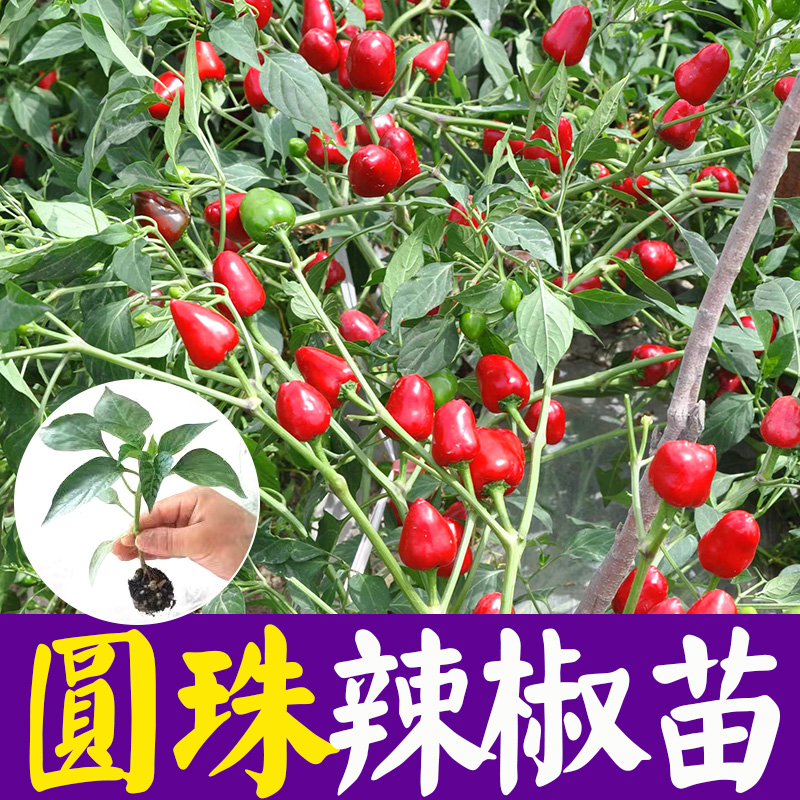 灯笼辣椒樱桃红泡椒种子坛子椒鸡心辣椒种籽四季高产蔬菜种子