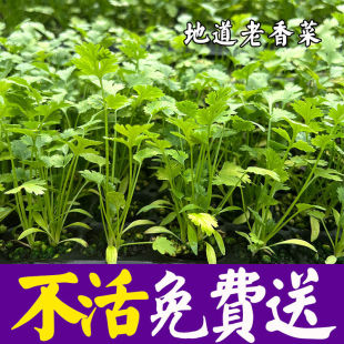 香菜种子种苗山东老香菜秧苗种子大叶小叶芫荽种子四季 高产阳台