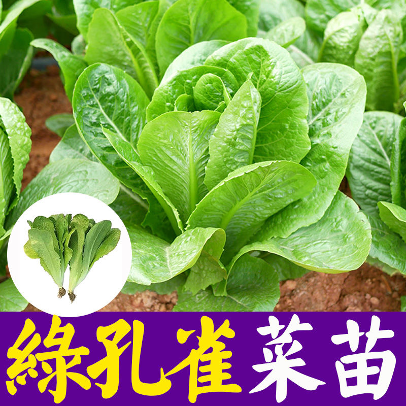 寿光脆嫩罗马生菜苗秧奶油孔雀菜种子四季盆栽农田菜园蔬菜籽 鲜花速递/花卉仿真/绿植园艺 家庭园艺种子 原图主图