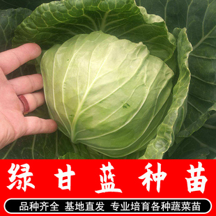 甘蓝苗子包菜苗种子孑卷心菜苗寿光蔬菜种苗辣椒苗青菜秧苗夏季 种