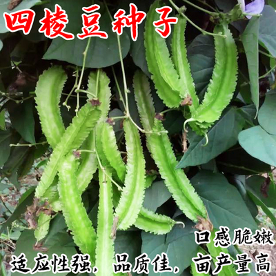 四棱豆豆角种籽四季蔬菜菜籽