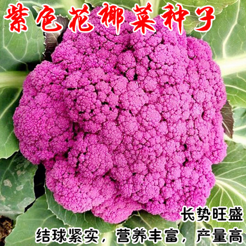 紫色菜花价格 多少钱