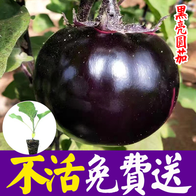 圆茄种子高产紫色特大蔬菜