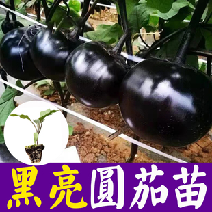 圆茄种子茄子苗孑高产黑紫色菜特大圆蔬菜种子茄种籽秧苗大全茄苗