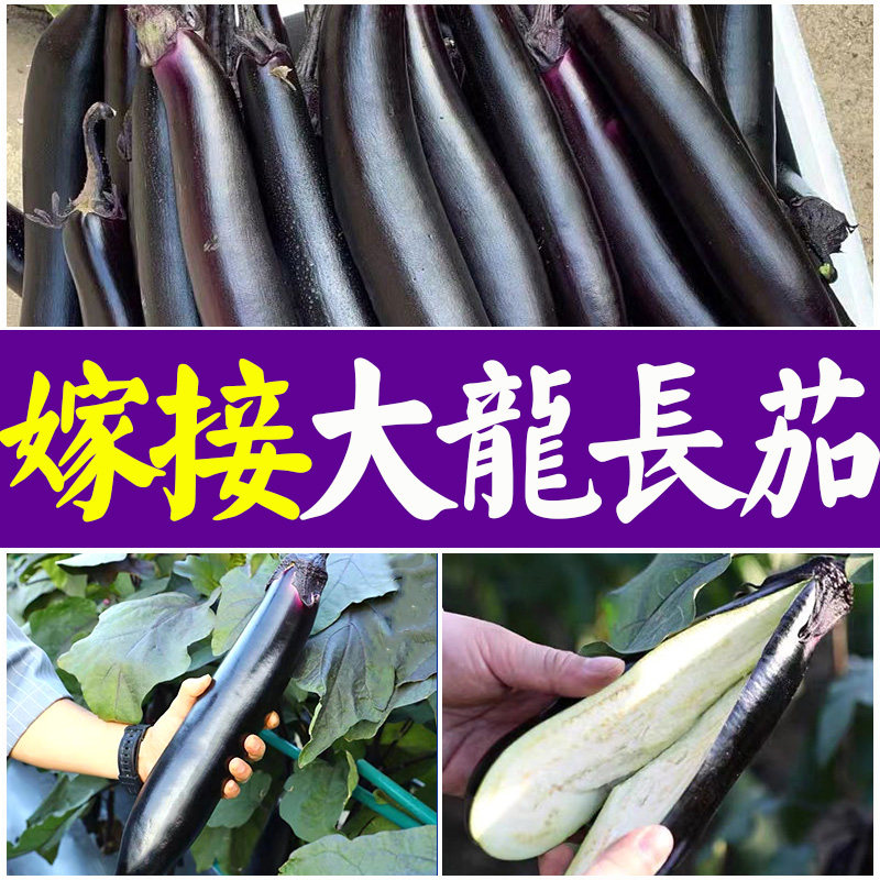 嫁接大龙长茄苗改良大龙长茄种子种籽耐寒高产黑紫绿把长茄菜种子