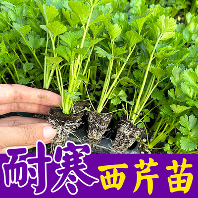 芹菜西芹小香芹西芹百草园