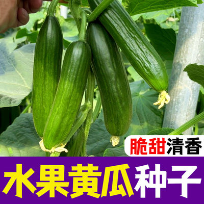 水果黄瓜种子节节瓜小黄瓜地栽春阳台盆栽菜 子农家蔬菜种子四季