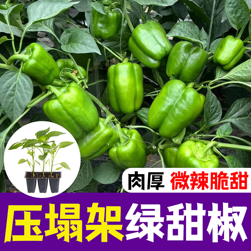 绿甜椒种苗辣椒苗甜椒种籽灯笼菜椒蔬菜菜苗孑秧苗南方种高产籽种 鲜花速递/花卉仿真/绿植园艺 种苗/半成品盆栽 原图主图