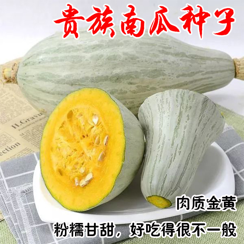新疆贵族南瓜种子金丝栗瓜种子板栗南瓜粉糯面甜四季种植阳台盆栽