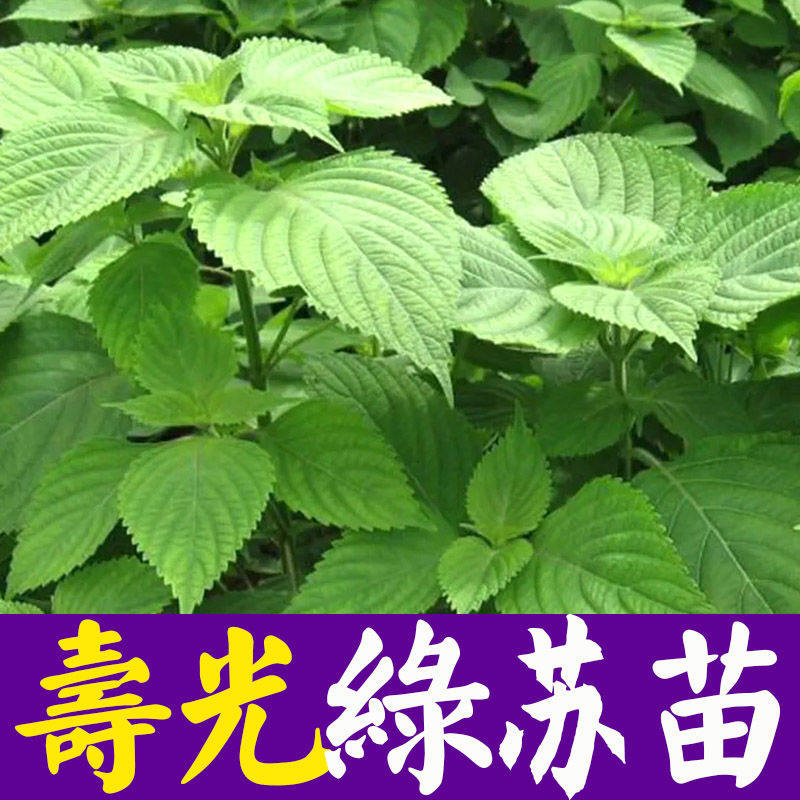 绿苏苗子种子苏子叶红苏子种苗菜籽阳台盆栽庭院小菜园四季种苗菜
