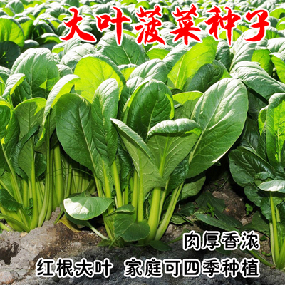 蔬菜四季秋冬籽种抗热大叶菠菜