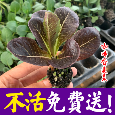 种子咖啡香麦菜百草园四季