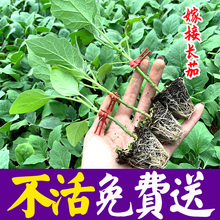 茄子苗秧苗紫把长茄苗大龙茄苗线茄幼苗黑圆茄种苗嫁接四季 蔬菜苗