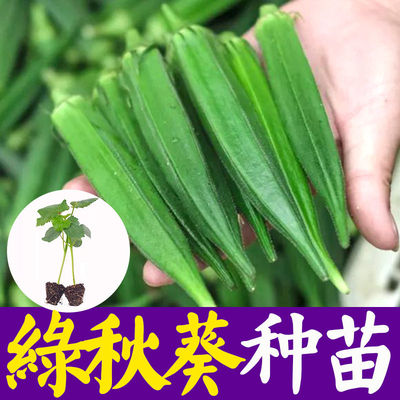 绿秋葵籽蔬菜种子易种植
