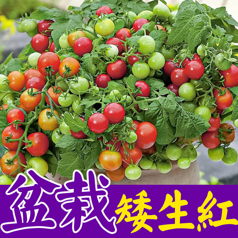矮生盆栽番茄种子草莓蔬菜种孑苗樱桃小西红柿圣女果四季春阳台籽
