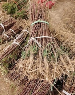 中药材 西河柳 怪柳 山川柳 柽柳树根 现采现发 新鲜采摘采挖带根