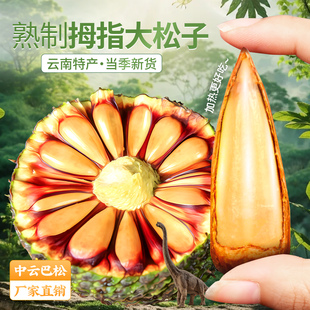 巴拉那松云南特产熟制拇指大松子当季新货独立小包装坚果零食