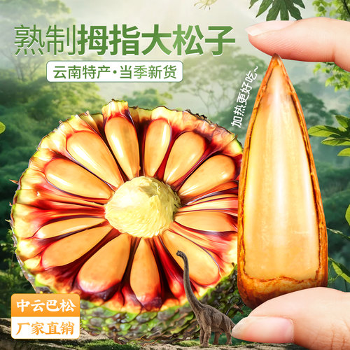 巴拉那松熟制拇指松子独立装